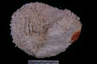 藏品(貯水海菊蛤)的圖片